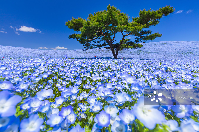 日本茨城县日立海滨公园的粉蝶花图片素材
