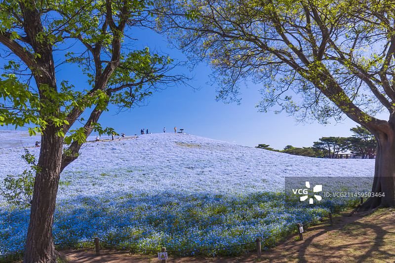 日本茨城县日立海滨公园的粉蝶花图片素材