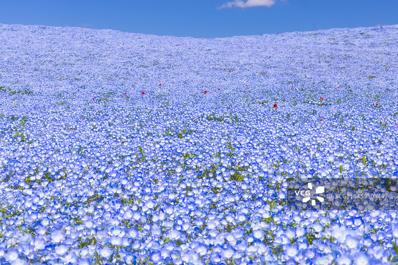 日本茨城县日立海滨公园的粉蝶花图片素材