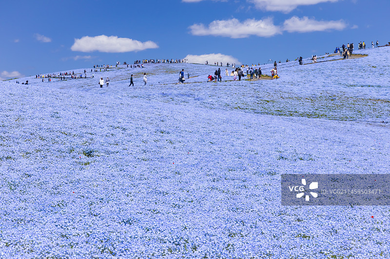 日本茨城县日立海滨公园的粉蝶花图片素材