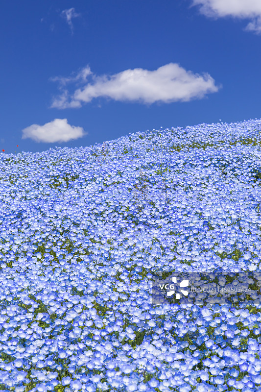 日本茨城县日立海滨公园的粉蝶花图片素材