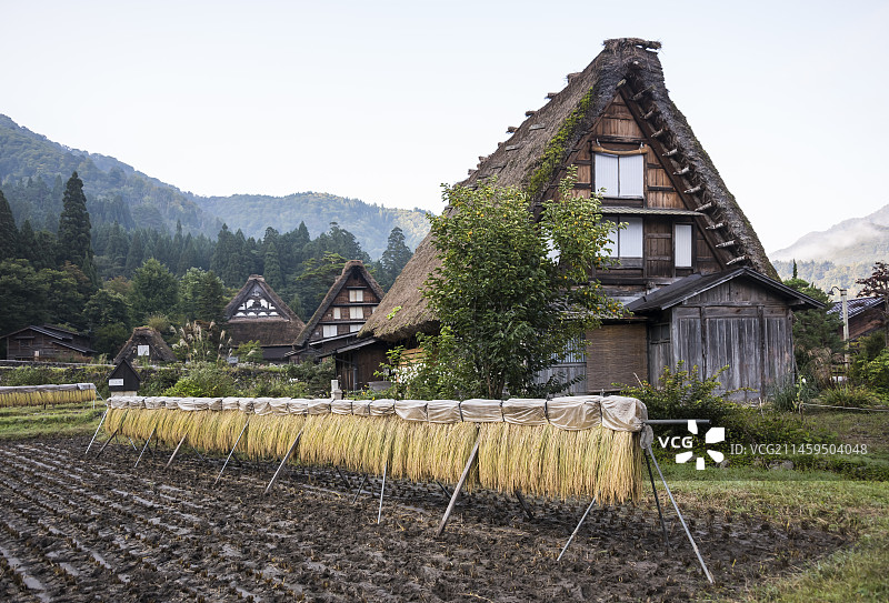 收获后稻穗与合掌造房屋，日本岐阜县图片素材