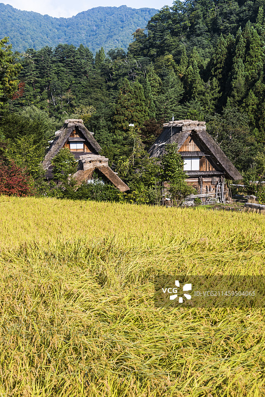 日本岐阜县：透过稻田看合掌造房屋和远山图片素材
