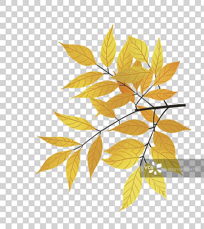 麻雀 树叶 黄色 秋季图片素材