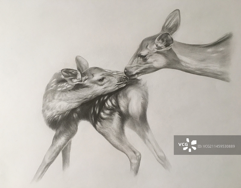 绘画鹿图片素材