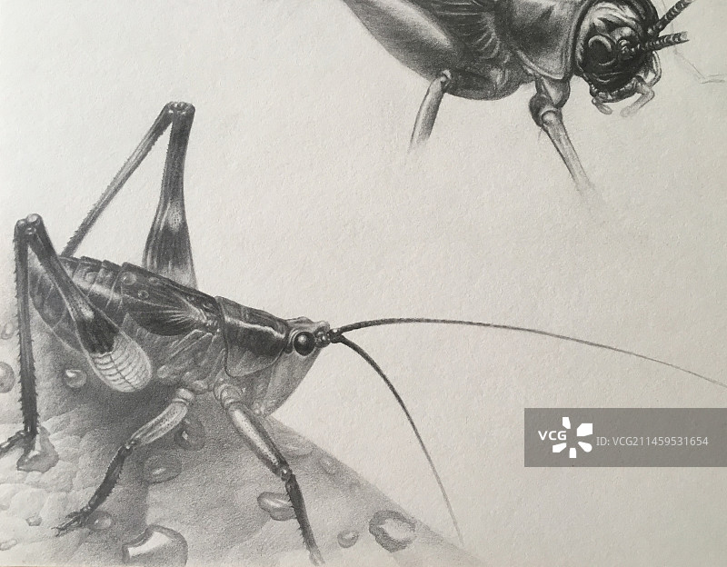 绘画昆虫图片素材