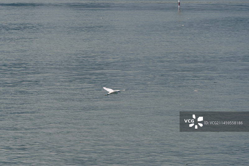 在钱塘江上飞翔的白鹭图片素材
