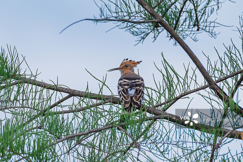 戴胜鸟图片素材