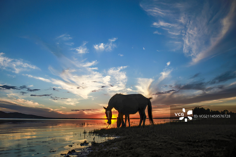 河北沽源县闪电湖落日饮水的马图片素材