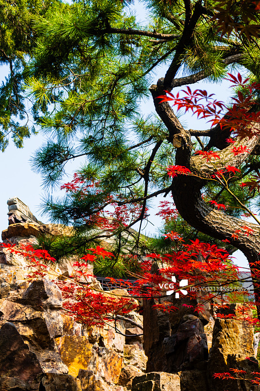 扬州个园秋色图片素材