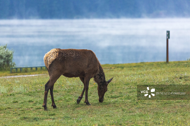 贾斯珀（Jasper）国家公园安妮特（Annette）湖边的加拿大马鹿（ELK）图片素材