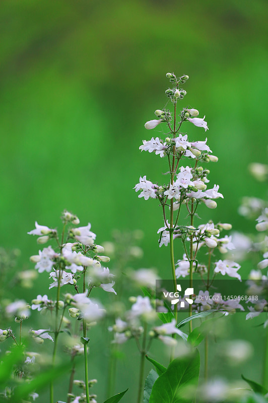 毛地黄钓钟柳图片素材