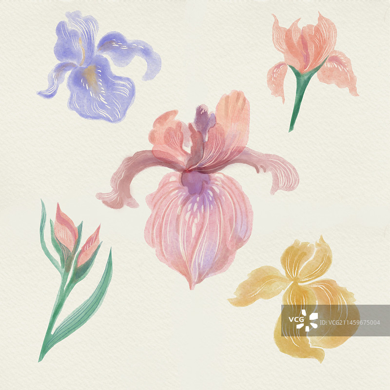 水彩鸢尾花1图片素材