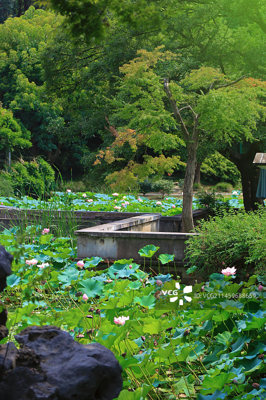 吟苑荷花池图片素材