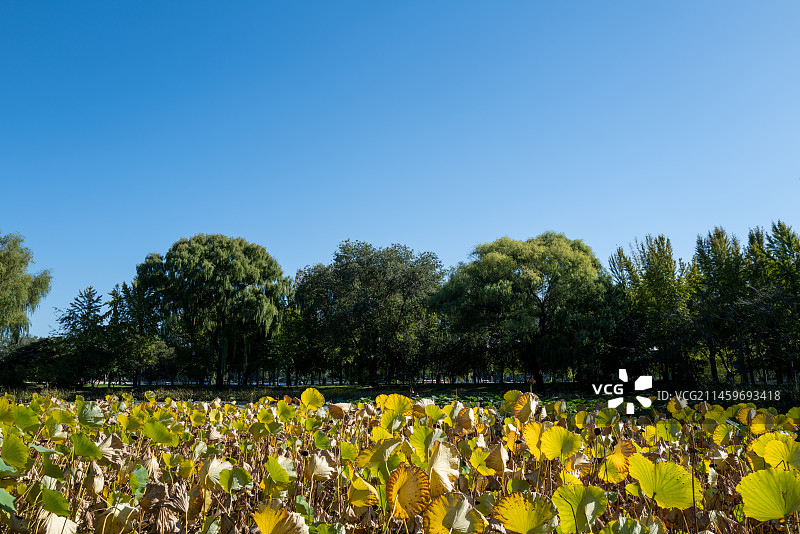 秋天里的北京玉渊潭公园的荷花池图片素材