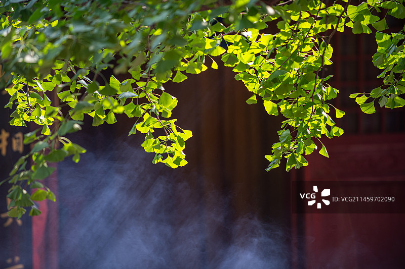 红螺寺初秋的银杏树丁达尔光图片素材