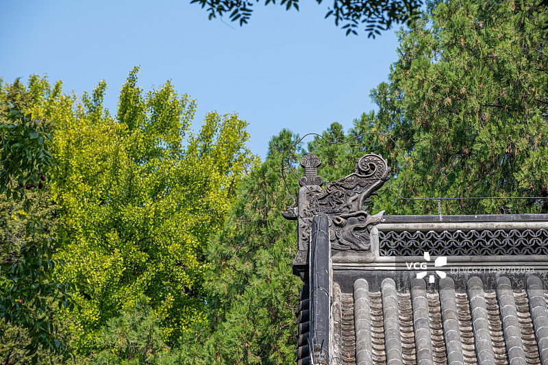 红螺寺初秋的银杏树丁达尔光图片素材