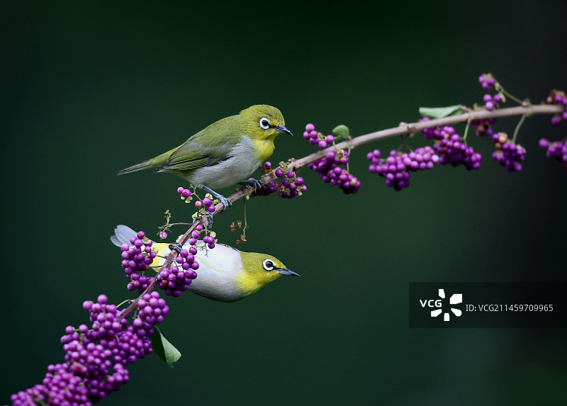 暗绿绣眼吃紫珠小豆豆图片素材