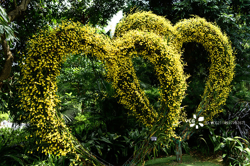 青秀山公园内的文心兰双心造型图片素材