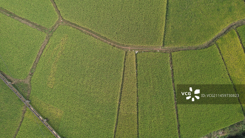 稻田田园风光图片素材