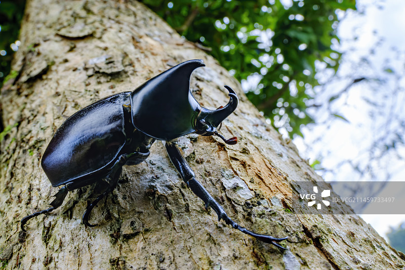 双叉犀金龟图片素材