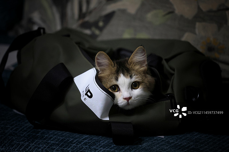 一只想去流浪的猫图片素材