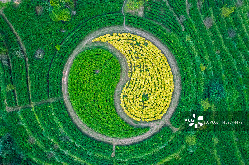 太极八卦茶园图片素材