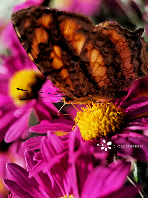 花丛飞舞图片素材