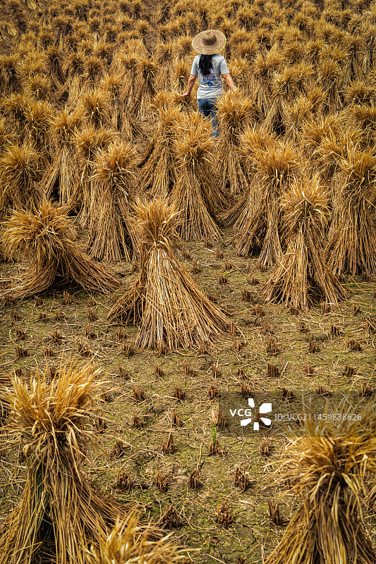 贵州秋天稻谷丰收后就的稻草图片素材