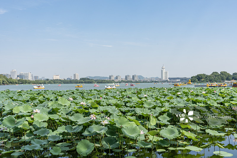 玄武湖公园荷花盛开，游客游船图片素材