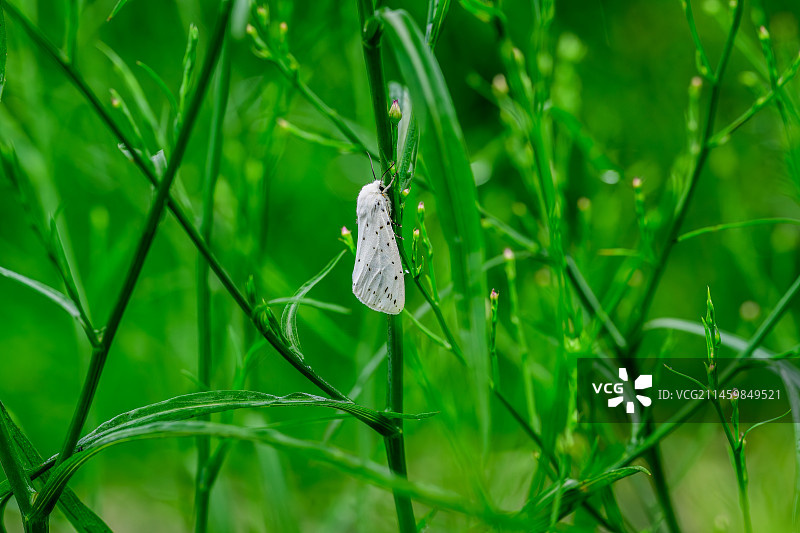 绿色中的白色蛾子图片素材