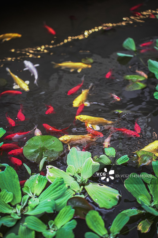 水池中的锦鲤群图片素材