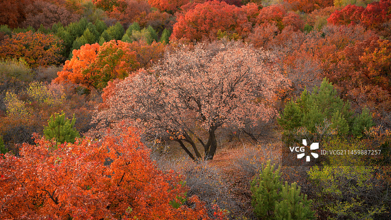 枫树林图片素材