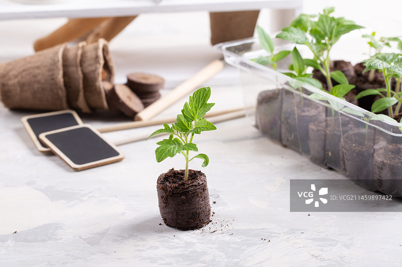 种子发芽生根图片素材