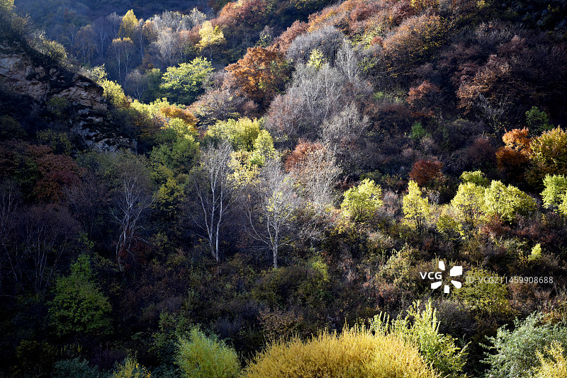 深秋时节，河北省张家口市坝上地区林木次第变色，山间田野五彩斑斓，宛若梦幻般的油画世界。图片素材