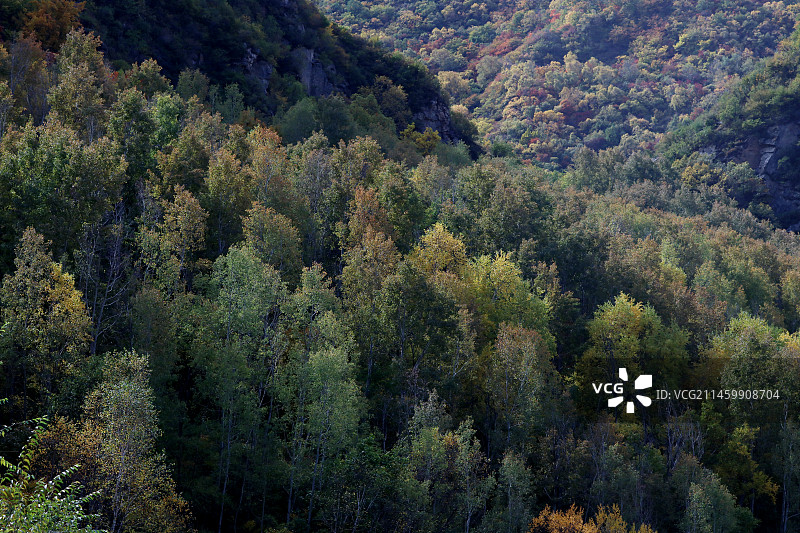 深秋时节，河北省张家口市坝上地区林木次第变色，山间田野五彩斑斓，宛若梦幻般的油画世界。图片素材