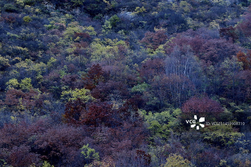 深秋时节，河北省张家口市坝上地区林木次第变色，山间田野五彩斑斓，宛若梦幻般的油画世界。图片素材