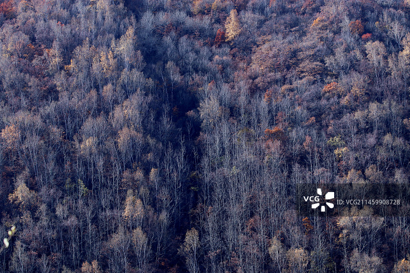 深秋时节，河北省张家口市坝上地区林木次第变色，山间田野五彩斑斓，宛若梦幻般的油画世界。图片素材