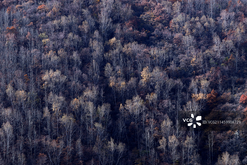深秋时节，河北省张家口市坝上地区林木次第变色，山间田野五彩斑斓，宛若梦幻般的油画世界。图片素材