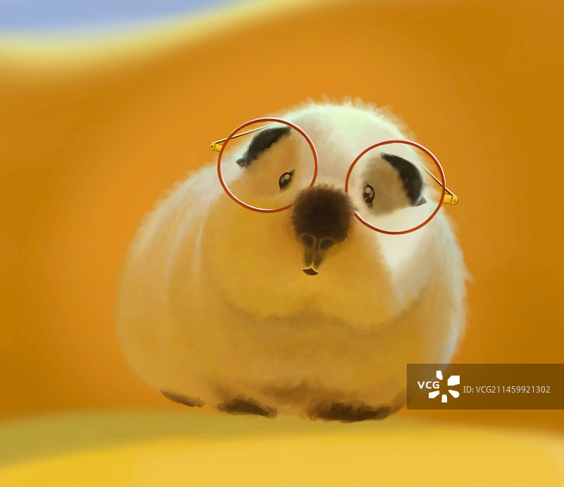 阳光金黄荷兰猪图片素材