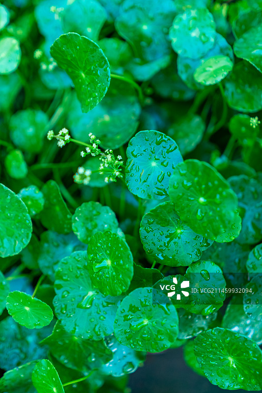中国野生植物拍摄主题，春天的石楠绿植，嫩枝上生长出绿色的积雪草嫩芽和绿色的树叶子，户外无人图像摄影图片素材