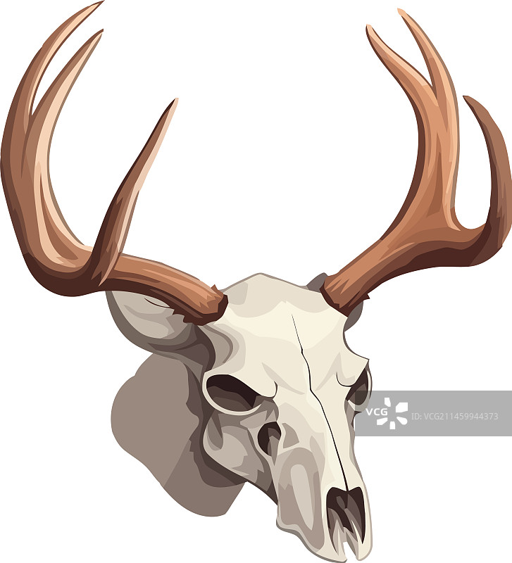 动物头骨装饰图片素材