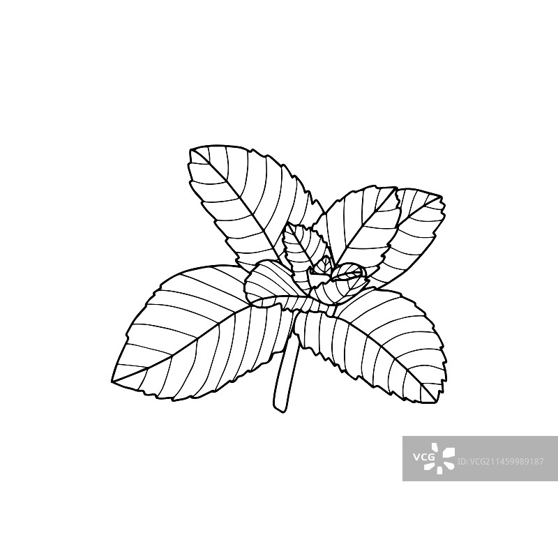 白色背景上的薄荷墨水素描图片素材