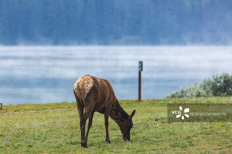 贾斯珀（Jasper）国家公园安妮特（Annette）湖边的加拿大马鹿（ELK）图片素材