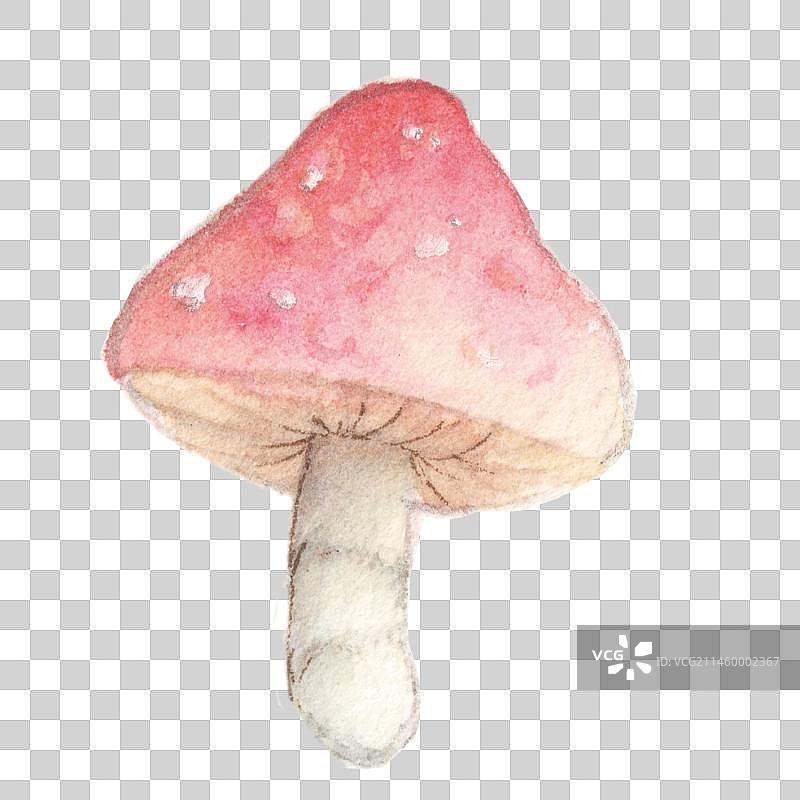 水彩手绘鲜美的一个伞状半开的蘑菇菌菇图片素材