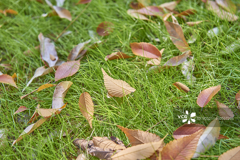 草地上树叶的特写镜头图片素材