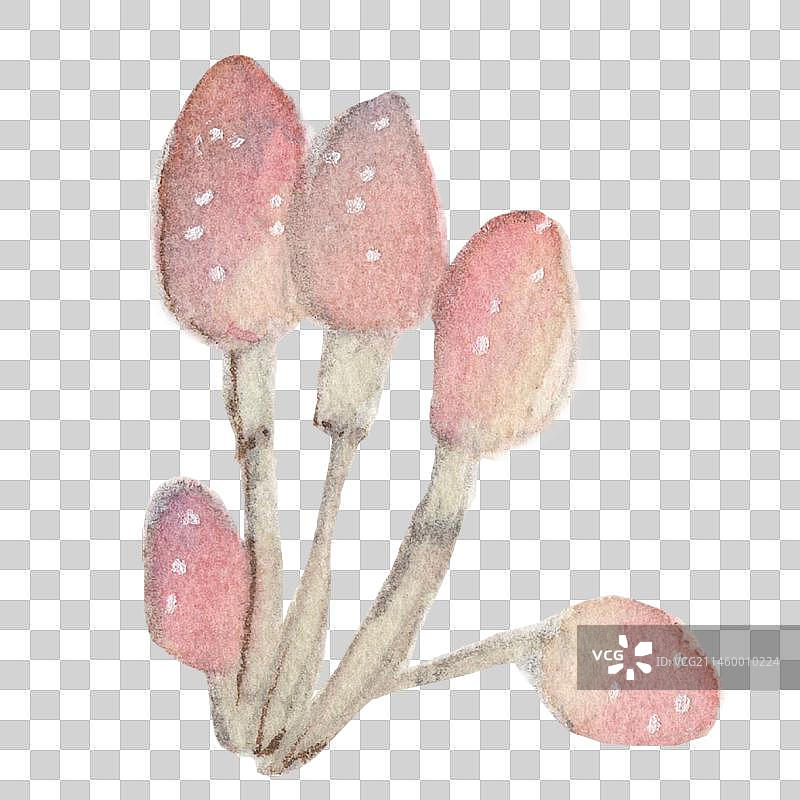 水彩手绘自然界中的蘑菇菌类植物群特写图片素材
