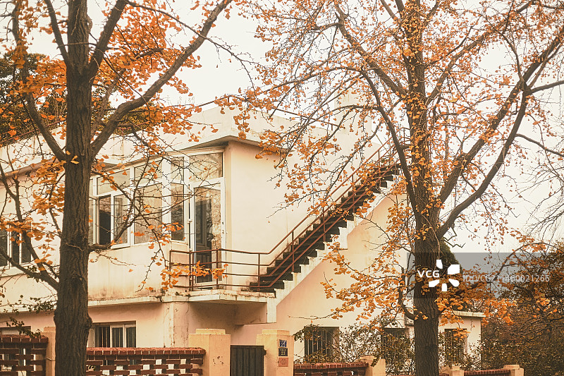 银杏黄秋景八大关图片素材