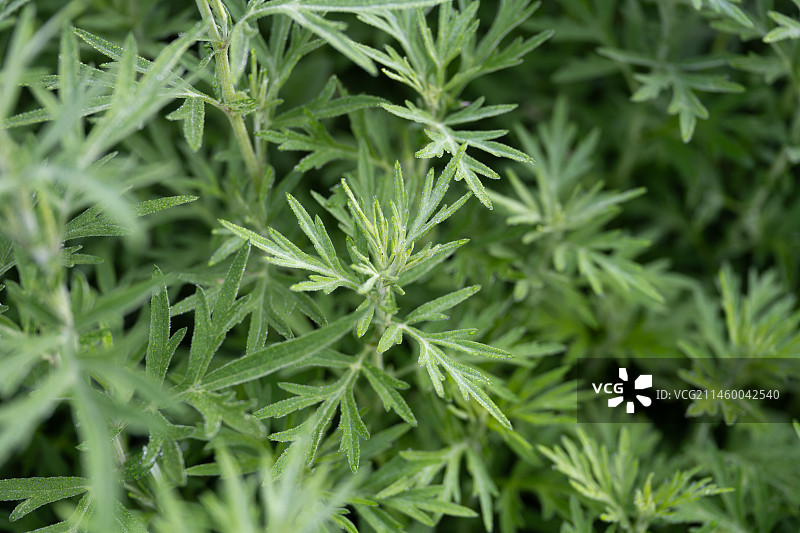 艾草 艾蒿图片素材