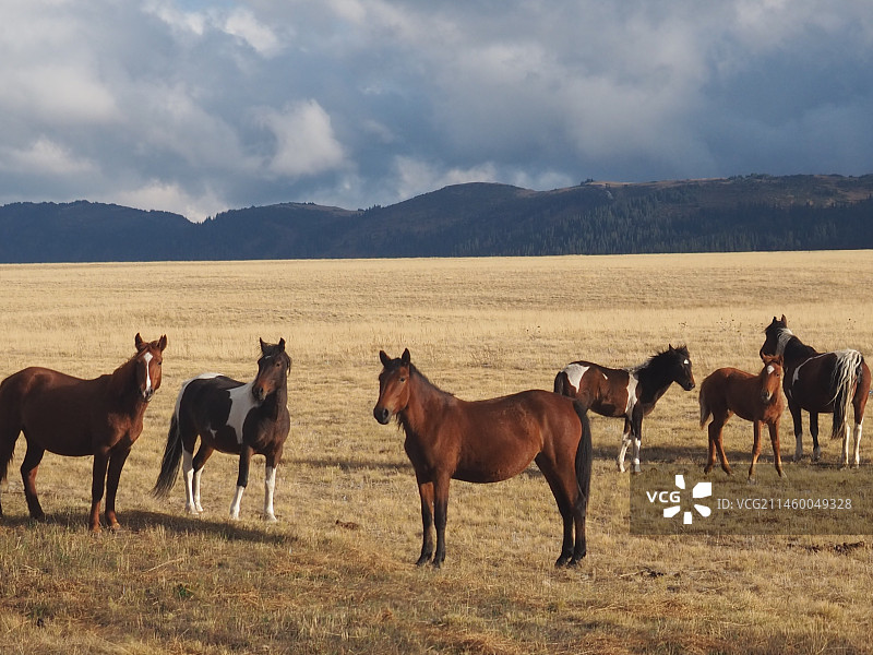 马群图片素材